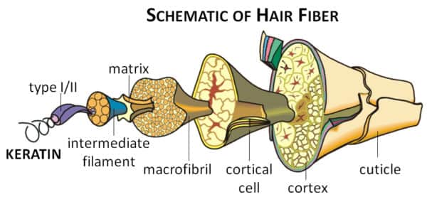 keratin hair protein